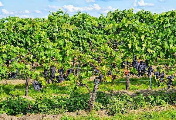 ¿QUÉ ES EL VINO ECOLÓGICO Y CÓMO DISTINGUIRLO?